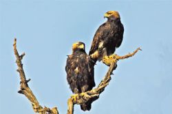kartal