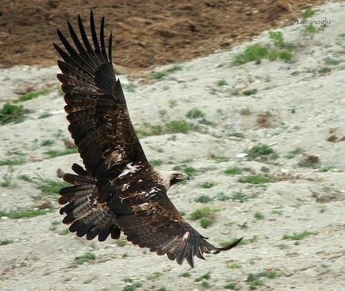 kartal