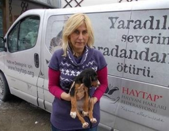 İçerik Alınlık Resmi