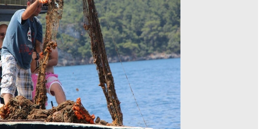 İçerik Alınlık Resmi