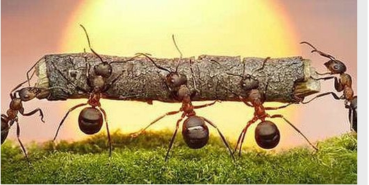 İçerik Alınlık Resmi