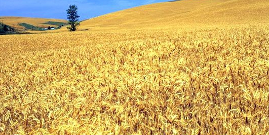 İçerik Alınlık Resmi
