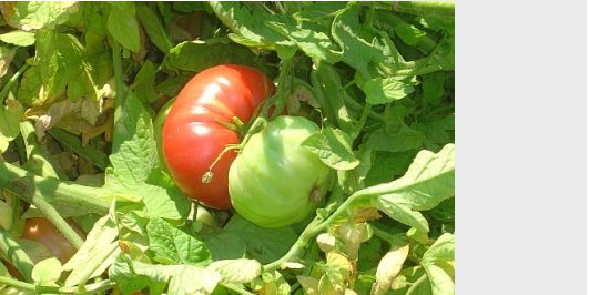 İçerik Alınlık Resmi