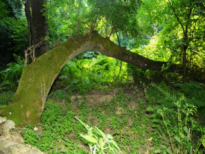 iğneada