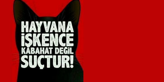 İçerik Alınlık Resmi