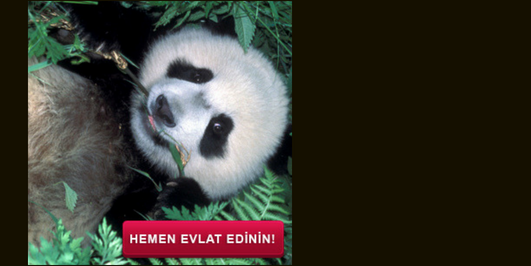 İçerik Alınlık Resmi