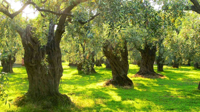 zeytin ağacı