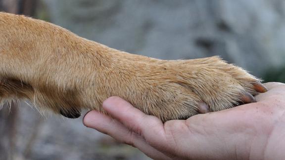 Bir köpek patisi, insan eliyle hafifçe tutuluyor.