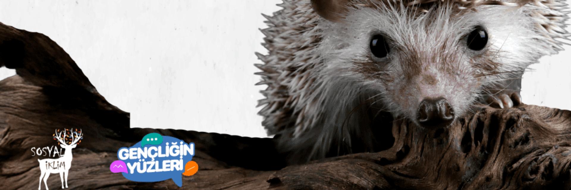 görsel