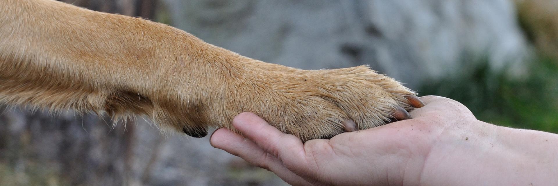 Bir köpek patisi, insan eliyle hafifçe tutuluyor.