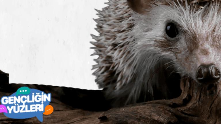 görsel